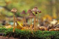 Champignons sur bois mort